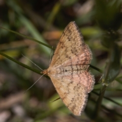 Scopula rubraria (Plantain Moth) at Curtin, ACT - 9 Nov 2021 by RAllen