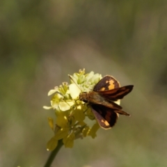 Ocybadistes walkeri (Green Grass-dart) at Curtin, ACT - 9 Nov 2021 by RAllen