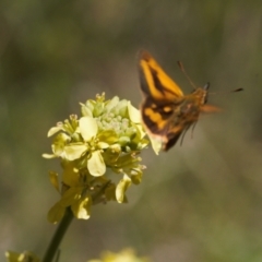 Ocybadistes walkeri at Curtin, ACT - 9 Nov 2021