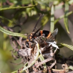 Stenodyneriellus sp. (genus) (A potter wasp) at Macarthur, ACT - 17 Oct 2021 by RAllen