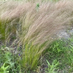Austrostipa scabra (Corkscrew Grass, Slender Speargrass) at Watson, ACT - 19 Nov 2021 by LMS