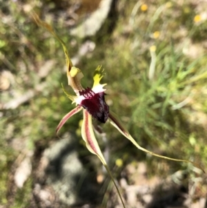 Caladenia atrovespa at Kambah, ACT - suppressed