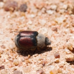 Liparetrus sp. (genus) (Chafer beetle) at Jerrabomberra, ACT - 16 Nov 2021 by RAllen