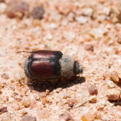 Liparetrus sp. (genus) (Chafer beetle) at Jerrabomberra, ACT - 16 Nov 2021 by RAllen