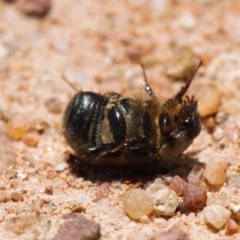 Liparetrus sp. (genus) at Jerrabomberra, ACT - 16 Nov 2021