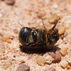 Liparetrus sp. (genus) at Jerrabomberra, ACT - 16 Nov 2021