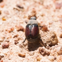 Liparetrus sp. (genus) at Jerrabomberra, ACT - 16 Nov 2021