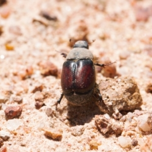 Liparetrus sp. (genus) at Jerrabomberra, ACT - 16 Nov 2021