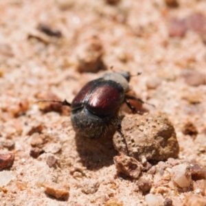 Liparetrus sp. (genus) at Jerrabomberra, ACT - 16 Nov 2021