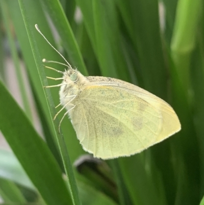 Pieris rapae (Cabbage White) at Reid, ACT - 18 Nov 2021 by JanetRussell