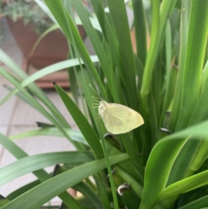 Pieris rapae at Reid, ACT - 19 Nov 2021 09:01 AM