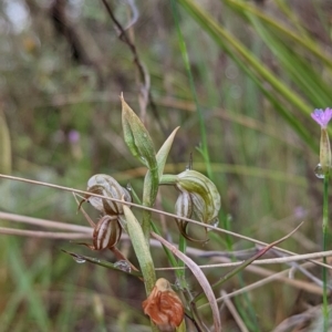 Oligochaetochilus hamatus at Tennent, ACT - 20 Nov 2021