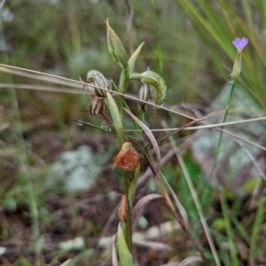 Oligochaetochilus hamatus at Tennent, ACT - 20 Nov 2021