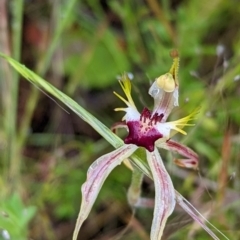 Caladenia parva (Brown-clubbed Spider Orchid) at Tennent, ACT - 20 Nov 2021 by Rebeccajgee
