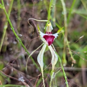 Caladenia parva at Tennent, ACT - 20 Nov 2021