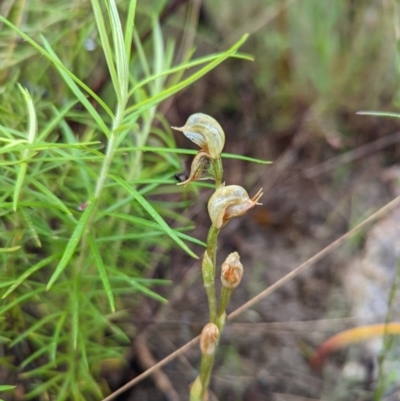 Oligochaetochilus aciculiformis (Needle-point rustyhood) at Tennent, ACT - 20 Nov 2021 by Rebeccajgee