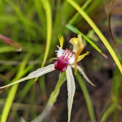 Caladenia parva (Brown-clubbed Spider Orchid) at Tennent, ACT - 20 Nov 2021 by Rebeccajgee