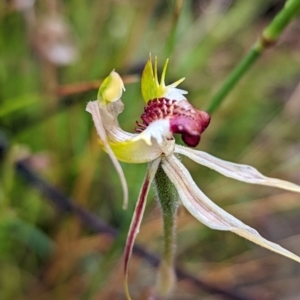 Caladenia parva at Tennent, ACT - suppressed