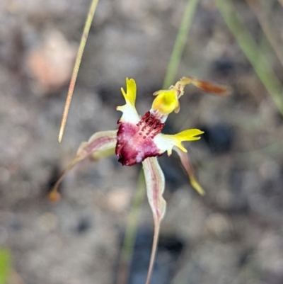 Caladenia parva (Brown-clubbed Spider Orchid) at Tennent, ACT - 20 Nov 2021 by Rebeccajgee