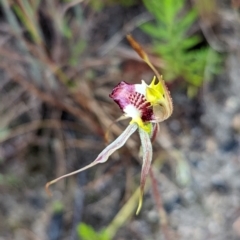 Caladenia parva at Tennent, ACT - 20 Nov 2021