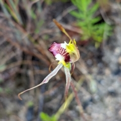 Caladenia parva at Tennent, ACT - 20 Nov 2021