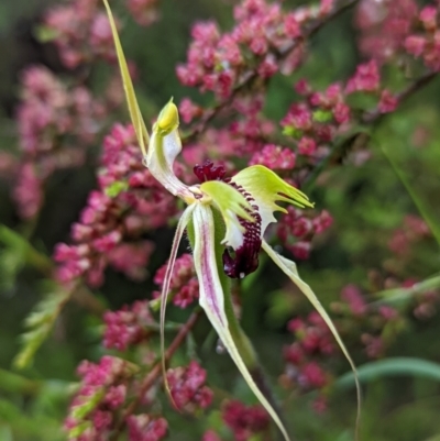 Caladenia atrovespa (Green-comb Spider Orchid) at Namadgi National Park - 20 Nov 2021 by Rebeccajgee