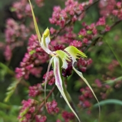 Caladenia atrovespa (Green-comb Spider Orchid) at Tennent, ACT - 20 Nov 2021 by Rebeccajgee