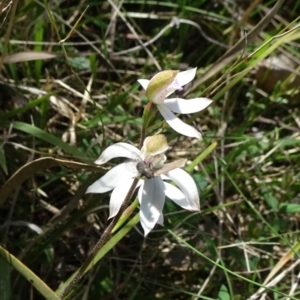 Caladenia moschata at Mount Fairy, NSW - suppressed