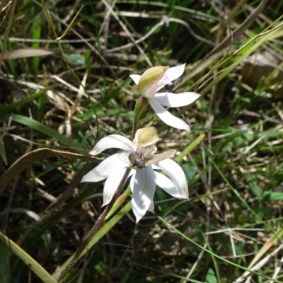 Caladenia moschata (Musky Caps) at Mount Fairy, NSW - 1 Nov 2021 by JanetRussell