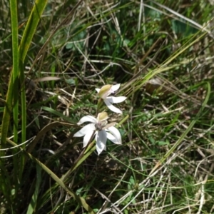 Caladenia moschata at Mount Fairy, NSW - suppressed