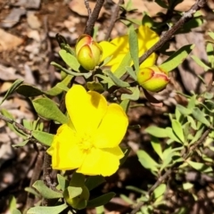 Hibbertia obtusifolia (Grey Guinea-flower) at Aranda Bushland - 15 Nov 2021 by KMcCue