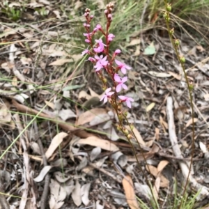 Stylidium graminifolium at Aranda, ACT - 15 Nov 2021