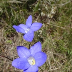 Wahlenbergia stricta subsp. stricta (Tall Bluebell) at Mount Fairy, NSW - 1 Nov 2021 by JanetRussell