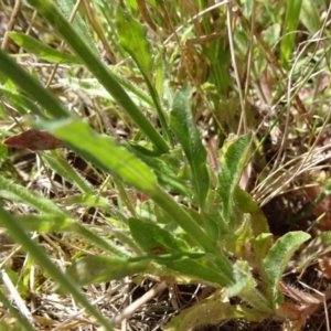 Wahlenbergia stricta subsp. stricta at Mount Fairy, NSW - 1 Nov 2021