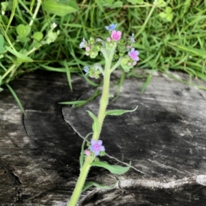 Cynoglossum australe at Molonglo Valley, ACT - 14 Nov 2021