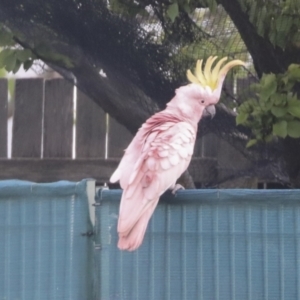 Cacatua galerita at Hawker, ACT - 22 Oct 2021