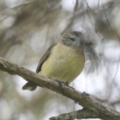 Acanthiza chrysorrhoa (Yellow-rumped Thornbill) at Higgins, ACT - 18 Nov 2021 by AlisonMilton