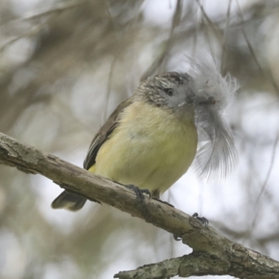 Acanthiza chrysorrhoa (Yellow-rumped Thornbill) at Higgins, ACT - 17 Nov 2021 by AlisonMilton