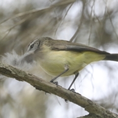 Acanthiza chrysorrhoa at Higgins, ACT - 18 Nov 2021