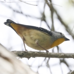 Pardalotus punctatus (Spotted Pardalote) at Higgins, ACT - 18 Nov 2021 by AlisonMilton