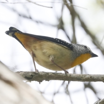 Pardalotus punctatus (Spotted Pardalote) at Higgins, ACT - 17 Nov 2021 by AlisonMilton