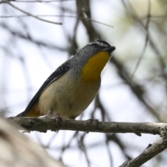 Pardalotus punctatus at Higgins, ACT - 18 Nov 2021