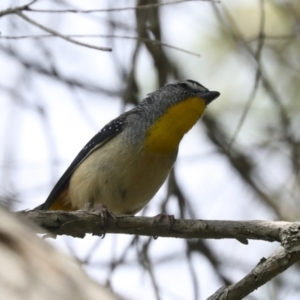 Pardalotus punctatus at Higgins, ACT - 18 Nov 2021