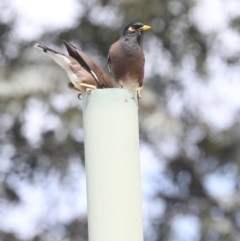 Acridotheres tristis (Common Myna) at Higgins, ACT - 18 Nov 2021 by AlisonMilton