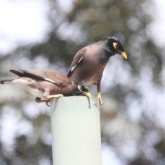 Acridotheres tristis at Higgins, ACT - 18 Nov 2021