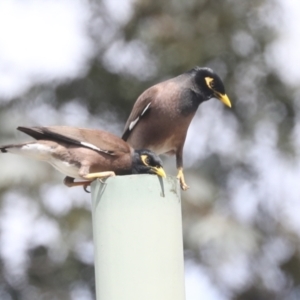 Acridotheres tristis at Higgins, ACT - 18 Nov 2021 10:51 AM