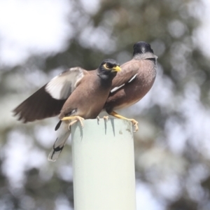 Acridotheres tristis at Higgins, ACT - 18 Nov 2021 10:51 AM