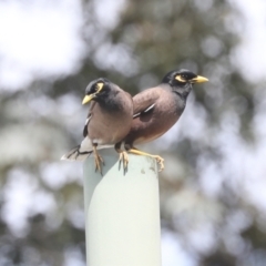 Acridotheres tristis at Higgins, ACT - 18 Nov 2021 10:51 AM