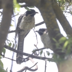 Eudynamys orientalis at Higgins, ACT - 18 Nov 2021