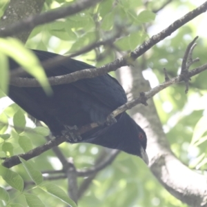 Eudynamys orientalis at Higgins, ACT - 18 Nov 2021